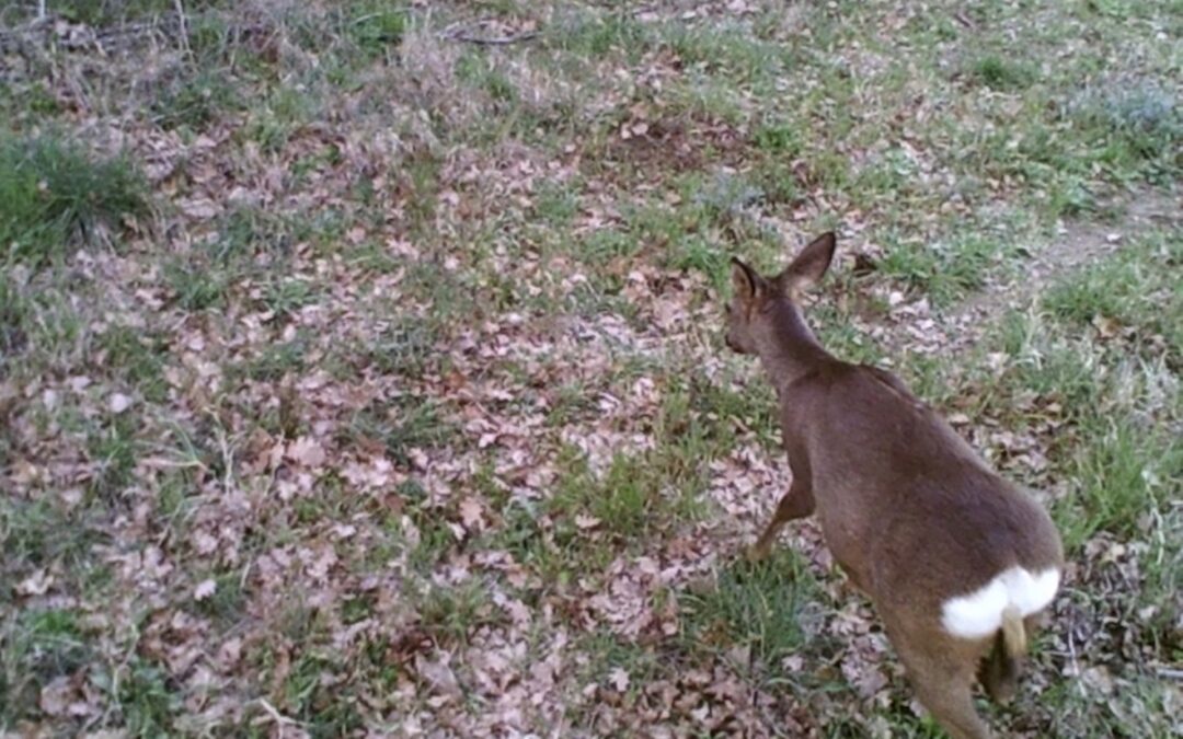 Il Camoscio comune: nuove immagini dal monitoraggio faunistico