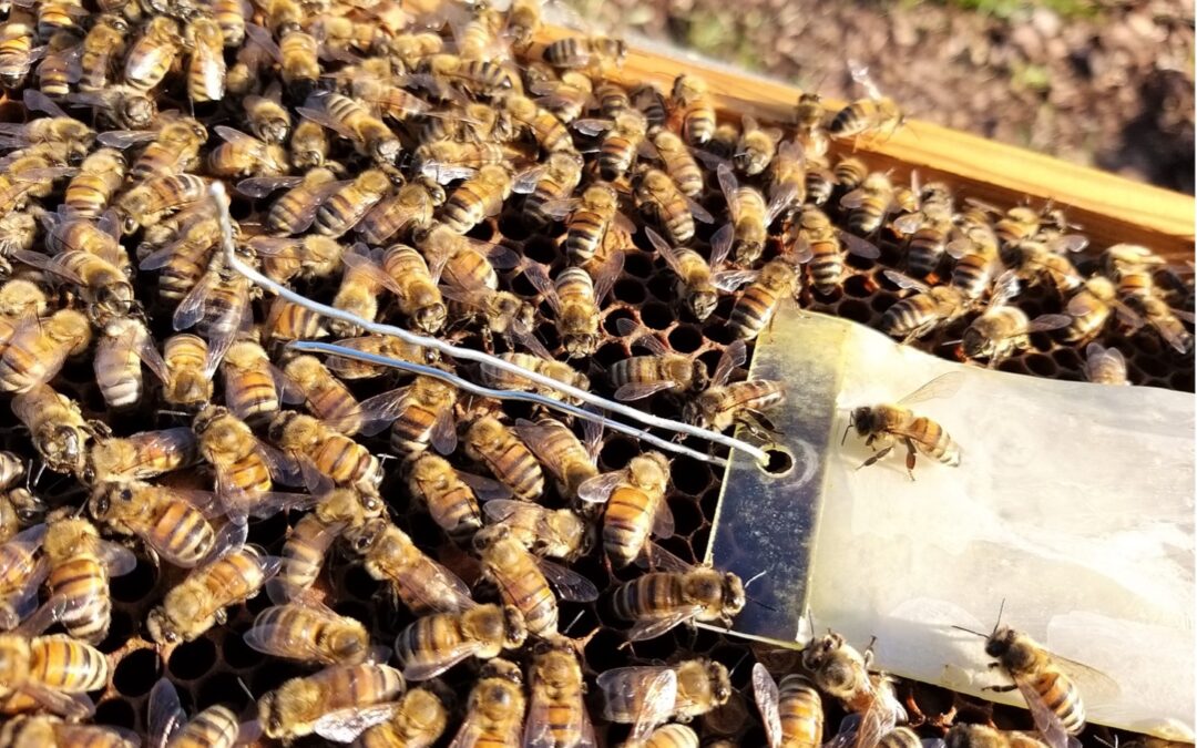 Ecologia Viterbo partecipa al più grande progetto europeo di biomonitoraggio con le api