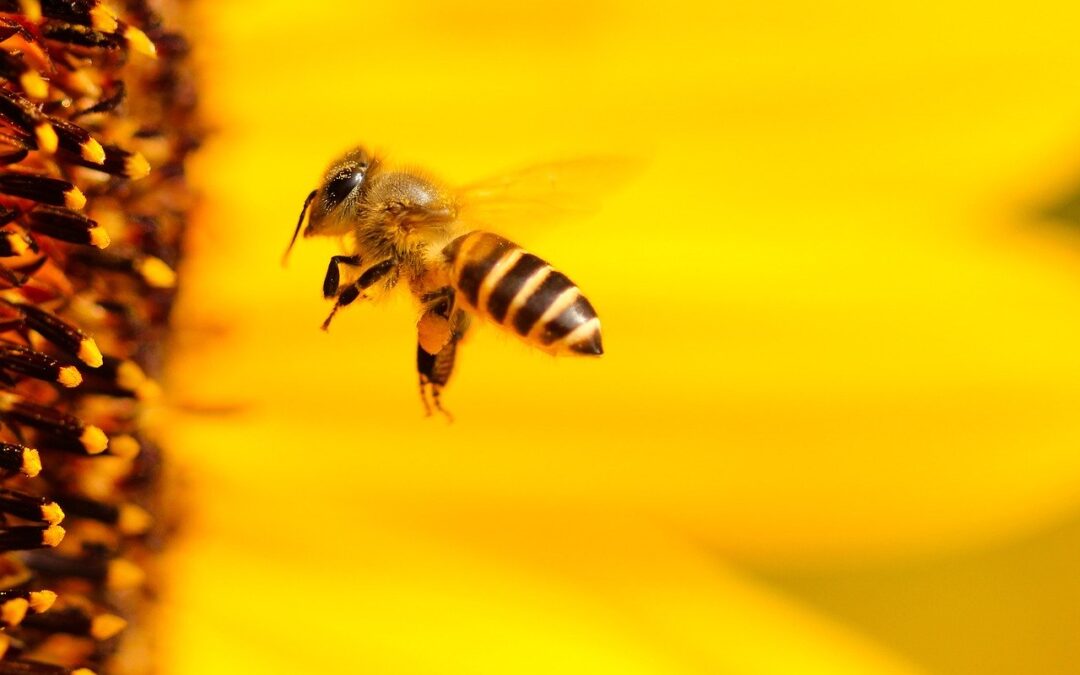 Continua il viaggio della nostra Ape Sentinella